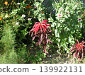 紅花	 139922131
