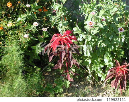 紅花	 139922131