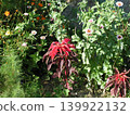 紅花	 139922132