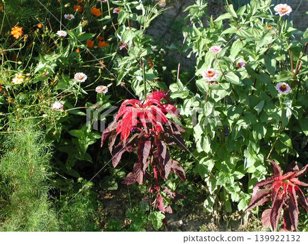 紅花	 139922132