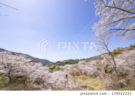 Cherry blossoms in full bloom at Kannon-ga-ike Pond Cherry blossoms in full bloom at Kannon-ga-ike Pond 139922281