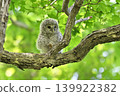 Owl's chick 139922382