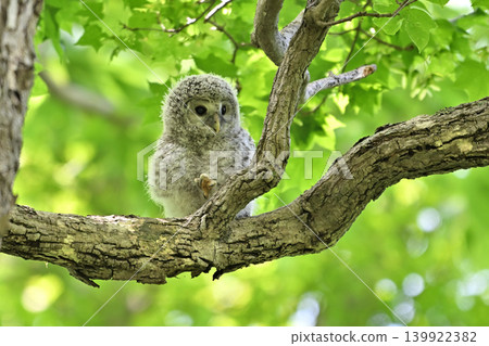 Owl's chick 139922382