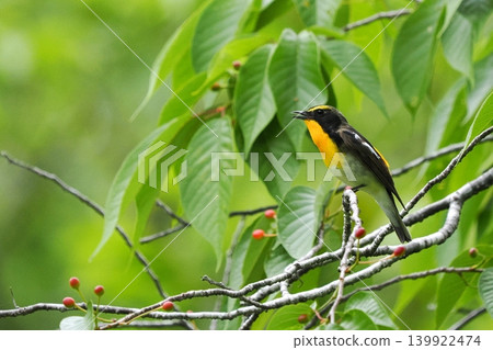 The male of the awl The male of the awl 139922474