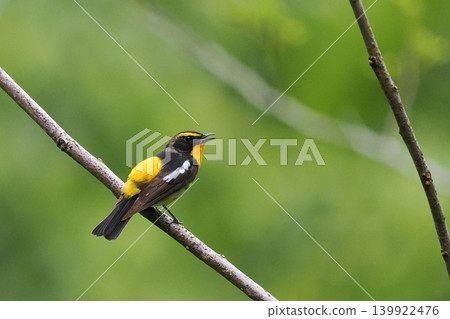 The male of the awl The male of the awl 139922476