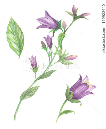Bluebell. Meadow flower watercolor illustration. Handmade art work. For packaging design, cards, cover, prints, product labels and fabric. Bluebell. Meadow flower watercolor illustration. Handmade art work. For packaging design, cards, cover, prints, product labels and fabric. 139922640