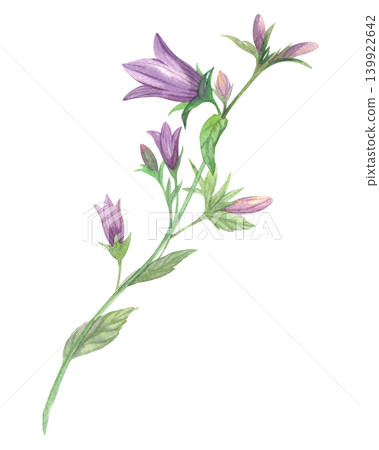 Bluebell flower. Meadow flower watercolor illustration. Handmade art work. For packaging design, cards, cover, prints, product labels and fabric. Bluebell flower. Meadow flower watercolor illustration. Handmade art work. For packaging design, cards, cover, prints, product labels and fabric. 139922642