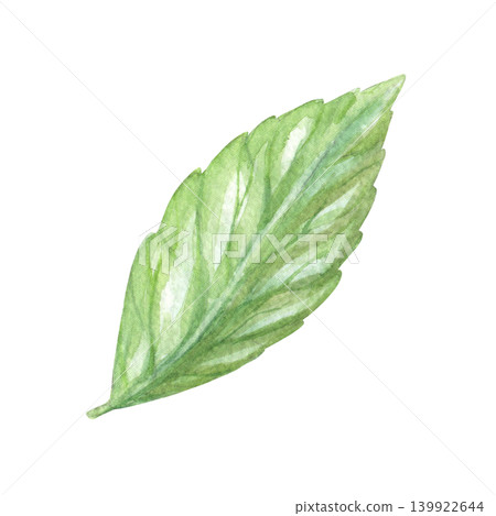 Leaf of the bluebell. Meadow flower watercolor illustration. Handmade art work. For packaging design, cards, cover, prints, product labels and fabric. Leaf of the bluebell. Meadow flower watercolor illustration. Handmade art work. For packaging design, cards, cover, prints, product labels and fabric. 139922644