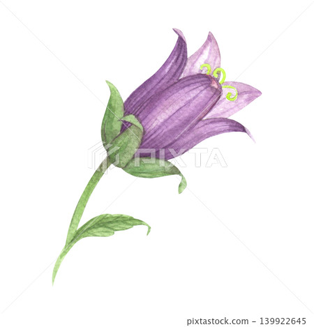 Flower of the bluebell. Meadow flower watercolor illustration. Handmade art work. For packaging design, cards, cover, prints, product labels and fabric. Flower of the bluebell. Meadow flower watercolor illustration. Handmade art work. For packaging design, cards, cover, prints, product labels and fabric. 139922645