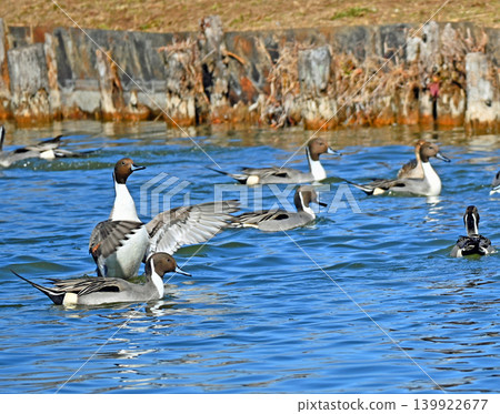 Northern pintails flapping their wings over the water Northern pintails flapping their wings over the water 139922677