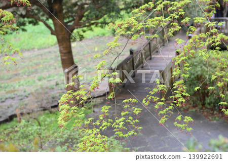 楓樹花開 楓樹花開 139922691