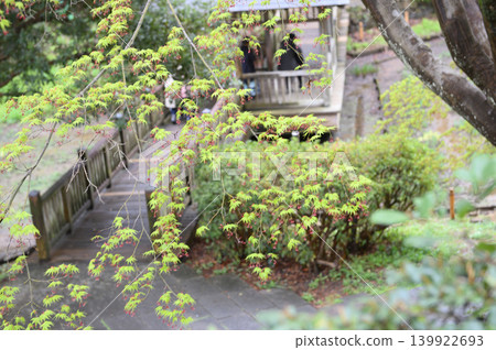 楓樹花開 楓樹花開 139922693