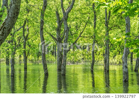 Shirakawa Lake and submerged forest in fresh greenery, Iide Town, Yamagata Prefecture Shirakawa Lake and submerged forest in fresh greenery, Iide Town, Yamagata Prefecture 139922797