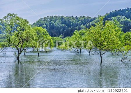 山形縣飯出町白川湖及水下森林綠意盎然 139922801