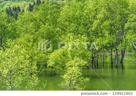 山形縣飯出町白川湖及水下森林綠意盎然 山形縣飯出町白川湖及水下森林綠意盎然 139922802