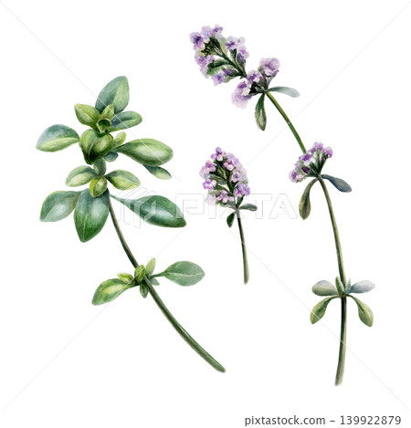 Thyme medicinal herb set watercolor illustration. Fresh thymus stems with purple flowers and green leaves for pharmaceutical cough syrup packaging, apothecary tea label and organic spice design Thyme medicinal herb set watercolor illustration. Fresh thymus stems with purple flowers and green leaves for pharmaceutical cough syrup packaging, apothecary tea label and organic spice design 139922879