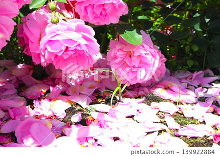 Roses in full bloom, shining in the wind, and petals fluttering down. Roses in full bloom, shining in the wind, and petals fluttering down. 139922884