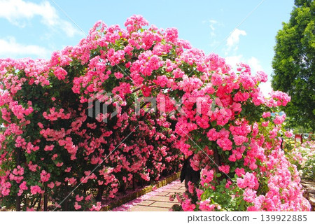 A magnificent tunnel of roses in full bloom A magnificent tunnel of roses in full bloom 139922885