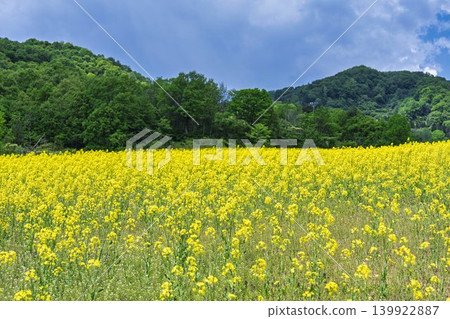Rapeseed flowers blooming in early summer at the flower fields of San-no-Kura Plateau (ski resort), Kitakata City, Fukushima Prefecture. Rapeseed flowers blooming in early summer at the flower fields of San-no-Kura Plateau (ski resort), Kitakata City, Fukushima Prefecture. 139922887