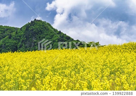 Rapeseed flowers blooming in early summer at the flower fields of San-no-Kura Plateau (ski resort), Kitakata City, Fukushima Prefecture. Rapeseed flowers blooming in early summer at the flower fields of San-no-Kura Plateau (ski resort), Kitakata City, Fukushima Prefecture. 139922888