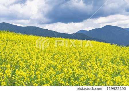 Rapeseed flowers blooming in early summer at the flower fields of San-no-Kura Plateau (ski resort), Kitakata City, Fukushima Prefecture. Rapeseed flowers blooming in early summer at the flower fields of San-no-Kura Plateau (ski resort), Kitakata City, Fukushima Prefecture. 139922890