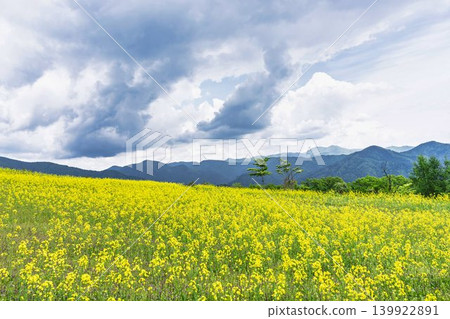 福島縣喜多方市山之藏高原(滑雪場)花田中,初夏時節盛開的油菜花。 福島縣喜多方市山之藏高原(滑雪場)花田中,初夏時節盛開的油菜花。 139922891