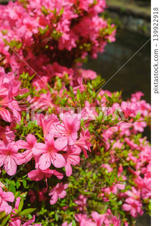 Satsuki's flower Satsuki's flower 139922918