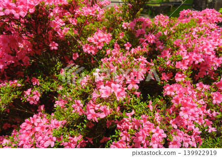 Satsuki's flower Satsuki's flower 139922919