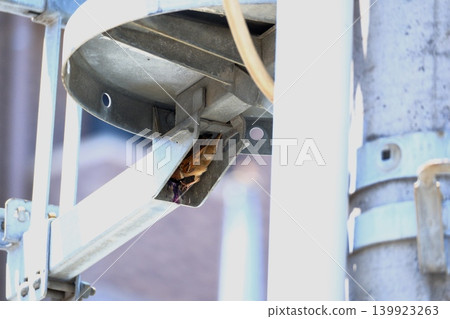 City sparrows raise their young in a small hole in a transformer on a telephone pole. City sparrows raise their young in a small hole in a transformer on a telephone pole. 139923263
