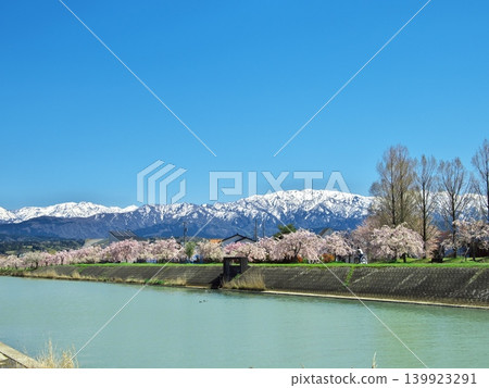 A view of the Tateyama mountain range from Sakurazutsumi Park, where the cherry blossoms are in full bloom. A view of the Tateyama mountain range from Sakurazutsumi Park, where the cherry blossoms are in full bloom. 139923291