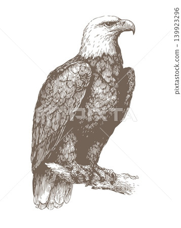 Eagle Illustration Vintage Engraved Vector American Bald Eagle Logo Emblem Design Eagle Illustration Vintage Engraved Vector American Bald Eagle Logo Emblem Design 139923296