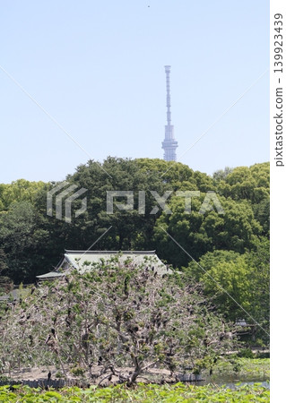 許多鸕鶿聚集在不忍池邊的樹上,遠處可以看到東京晴空塔。 許多鸕鶿聚集在不忍池邊的樹上,遠處可以看到東京晴空塔。 139923439