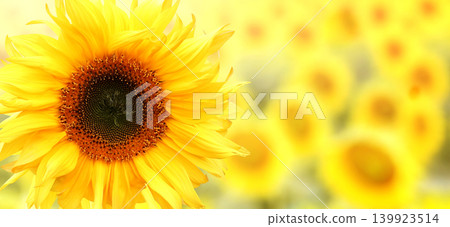 Sunflower on blurred sunny nature background. Horizontal agriculture summer banner with sunflowers field. Organic food production. Harvest of farm product. Oilseed crop. Copy space for text 139923514