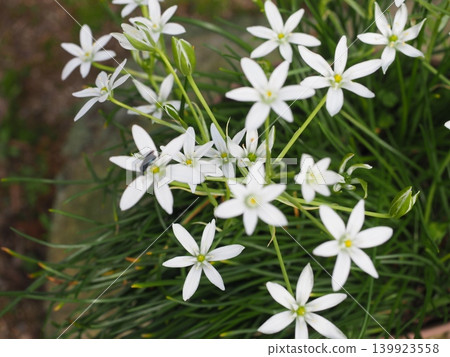 Hananilla白花 Hananilla白花 139923558