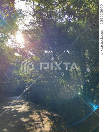 A natural landscape of a Japanese forest path bathed in backlight and dappled sunlight. A natural landscape of a Japanese forest path bathed in backlight and dappled sunlight. 139923640