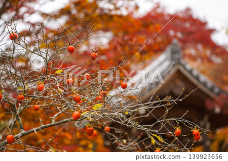 Persimmons and autumn leaves in the grounds of Jojakkoji Temple Persimmons and autumn leaves in the grounds of Jojakkoji Temple 139923656