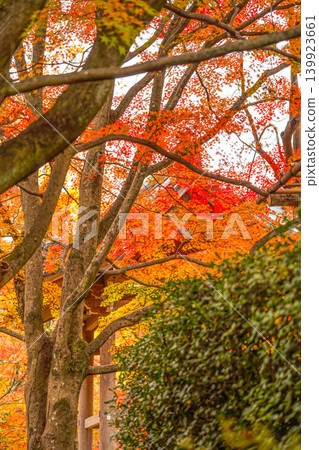 Autumn leaves in the grounds of Jojakkoji Temple 139923661