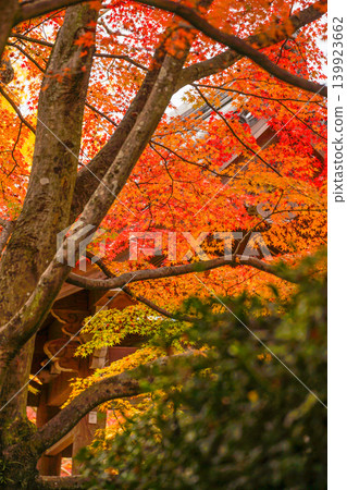 Autumn leaves in the grounds of Jojakkoji Temple Autumn leaves in the grounds of Jojakkoji Temple 139923662