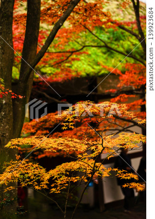 Autumn leaves in the grounds of Jojakkoji Temple Autumn leaves in the grounds of Jojakkoji Temple 139923684