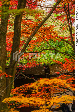 Autumn leaves in the grounds of Jojakkoji Temple Autumn leaves in the grounds of Jojakkoji Temple 139923685