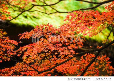 Autumn leaves in the grounds of Jojakkoji Temple Autumn leaves in the grounds of Jojakkoji Temple 139923686