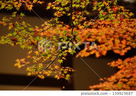 Autumn leaves in the grounds of Jojakkoji Temple Autumn leaves in the grounds of Jojakkoji Temple 139923687