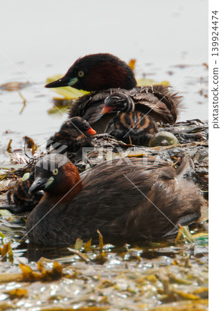 A newborn grebe! A newborn grebe! 139924474