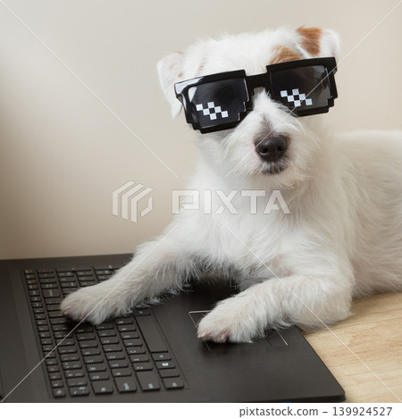 Jack Russell Terrier dog wearing pixel deal with it sunglasses working on a black laptop keyboard. 139924527