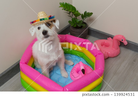 Funny dog in a straw sombrero hat sits in a colorful inflatable pool at home, summer vacation concept. Funny dog in a straw sombrero hat sits in a colorful inflatable pool at home, summer vacation concept. 139924531