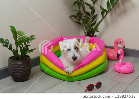 Cute Jack Russell Terrier dog resting inside a colorful inflatable swimming pool near red sunglasses at home. Cute Jack Russell Terrier dog resting inside a colorful inflatable swimming pool near red sunglasses at home. 139924532
