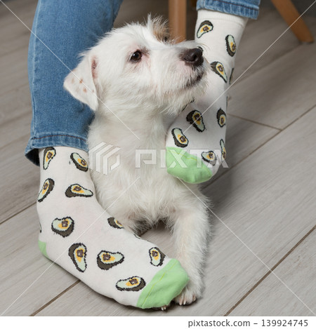 Adorable Jack Russell Terrier dog looking up while sitting by owner feet in funny avocado socks. Adorable Jack Russell Terrier dog looking up while sitting by owner feet in funny avocado socks. 139924745