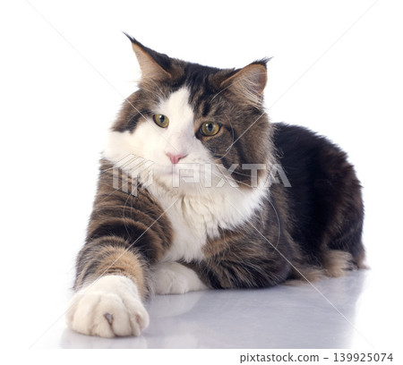 maine coon cat maine coon cat 139925074