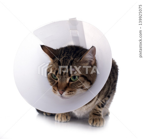 bengal cat bengal cat 139925075