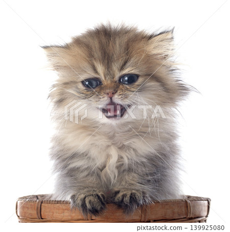 persian kitten persian kitten 139925080